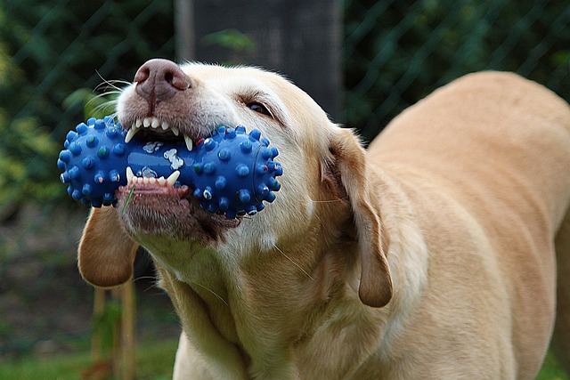 Pet With Toy