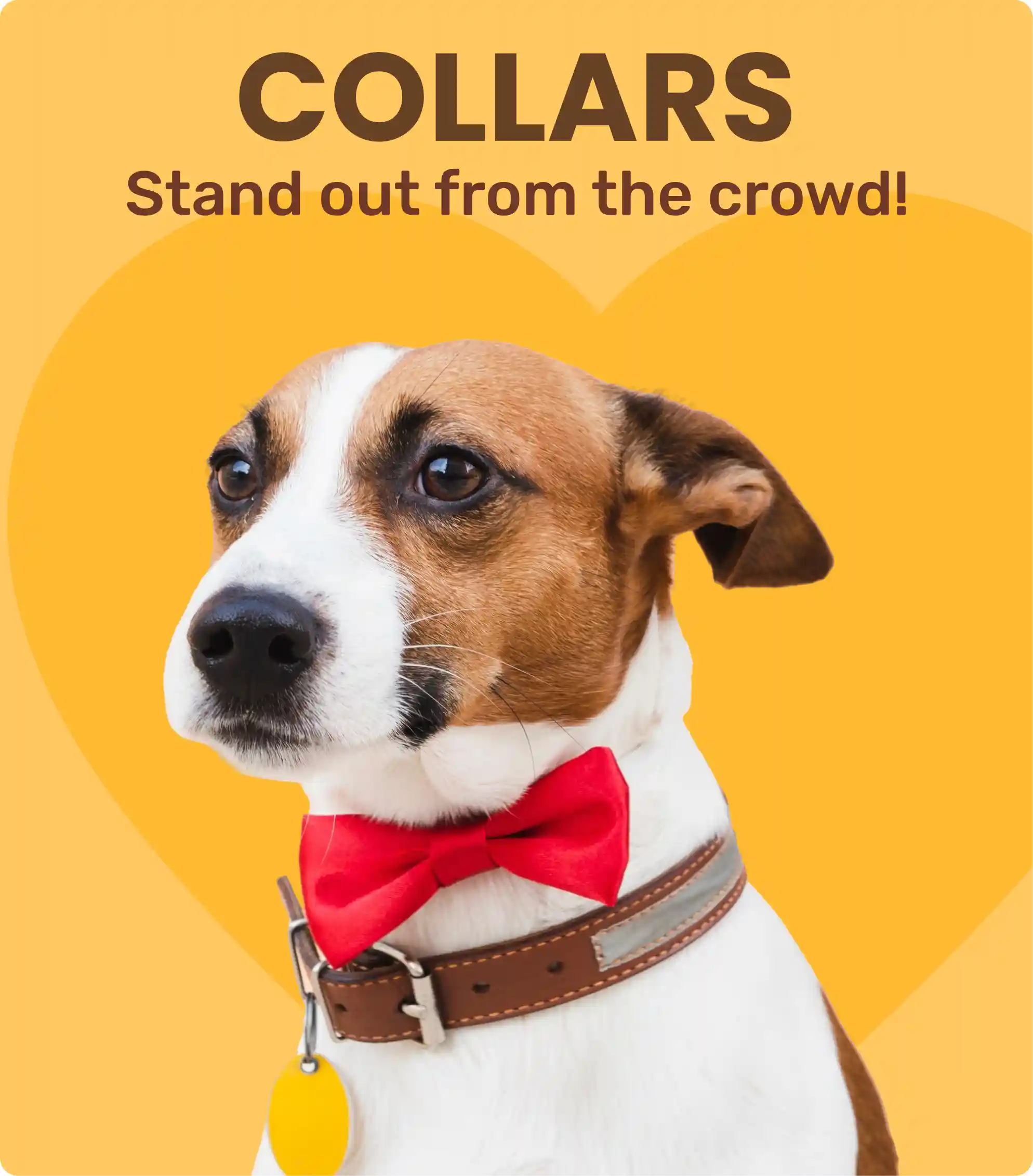 Dog Collars